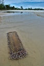 Small wooden board full of sea shells on the beach Royalty Free Stock Photo