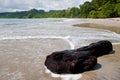 Piece of wood on the tropical beach