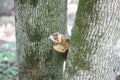 A piece of wood between two boles of an oak tree Royalty Free Stock Photo