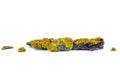 Piece of yellow lichens on tree bark isolated on white Royalty Free Stock Photo