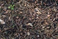 Pieces of bark and pine needles on the ground Royalty Free Stock Photo