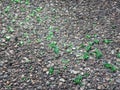 Pieces of broken green glass on an asphalt Royalty Free Stock Photo