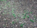 Pieces of broken green glass on an asphalt Royalty Free Stock Photo