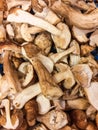 Pieces of cep mushroom for sale