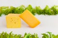 Pieces of cheeses of different tastes and fresh leaves of frillis Royalty Free Stock Photo