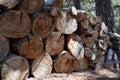 Pieces of chunked tree wood lumber