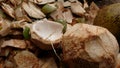 Pieces of coconut fruit on a pile of wet skin