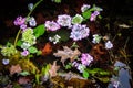 Pieces of colorful hydrangeas and leaves floating in shallow woodland pool with fall leaves visable underneatht the water -