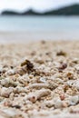 Pieces of dead bleached coral reef washed out on a beach after coral bleaching event on Mahe Island, Seychelles