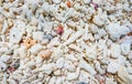 Pieces of dead corals mixed with stones and shells on the shore on the sand for background