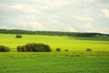 Pieces of forest on the edge of endless steppes sown with wheat