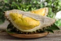 Pieces of fresh ripe durian fruit on wooden table, closeup Royalty Free Stock Photo