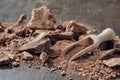 Pieces of grated cocoa. Natural chocolate lumps and wooden scoop on dark table Royalty Free Stock Photo