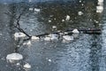 Pieces of ice and a tree branch laying on frozen lake Royalty Free Stock Photo