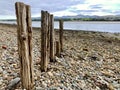 Driftwood on a rocky beach Royalty Free Stock Photo