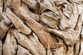 Pieces of ornamental dried wood