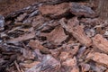 Pieces of pine bark on ground Royalty Free Stock Photo