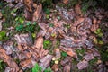 Pieces of pine bark are tossed on the ground in the forest Royalty Free Stock Photo