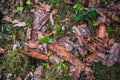 Pieces of pine bark are tossed on the ground in the forest Royalty Free Stock Photo