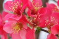 Chinese flowering crab-apple