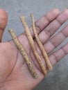 Pieces of shatavari or asparagus racemosus root on the hand
