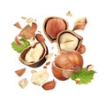 Pieces of tasty hazelnuts falling on white background Royalty Free Stock Photo