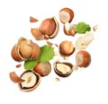 Pieces of tasty hazelnuts falling on white background Royalty Free Stock Photo