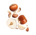 Pieces of tasty hazelnuts falling on white background Royalty Free Stock Photo