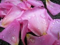 Pieces of wet light pink rose petals on the ground Royalty Free Stock Photo