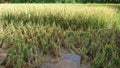 Pieces of wet straw in a muddy rice field with a little puddle against the background of old rice Royalty Free Stock Photo
