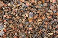 pieces of wet wood with leaves in autumn full frame for background