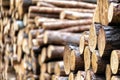 Pieces of wood after cutting Royalty Free Stock Photo