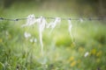 Pieces of wool of a sheep hooked on a barbed wire, on an out of focus background of a green meadow with wildflowers, selective
