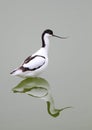 Pied Avocet