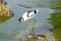 Pied Avocet Royalty Free Stock Photo