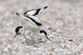 Pied avocet