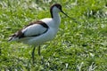 Pied Avocet