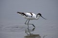 Pied avocet Royalty Free Stock Photo