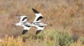 Pied avocet chasing each other Royalty Free Stock Photo