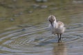 Pied avocet chick Royalty Free Stock Photo