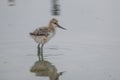 Pied avocet chick foraging in muddy water Royalty Free Stock Photo