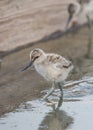 Pied avocet chick foraging in muddy water Royalty Free Stock Photo