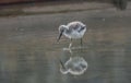 Pied avocet chick foraging in muddy water Royalty Free Stock Photo