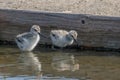 Pied avocet chick foraging in muddy water Royalty Free Stock Photo