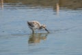 Pied avocet chick foraging in muddy water Royalty Free Stock Photo