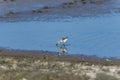 Pied Avocet Chick in the lake Royalty Free Stock Photo
