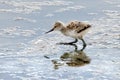 Pied Avocet Chick - Recurvirostra avosetta feeding on a wetland. Royalty Free Stock Photo