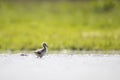 Pied Avocet chick Royalty Free Stock Photo