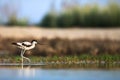 Pied avocet creeping up Royalty Free Stock Photo