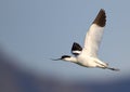 Pied Avocet in flight Royalty Free Stock Photo